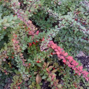 Барбарис Тунберга Грин Карпет 5лет